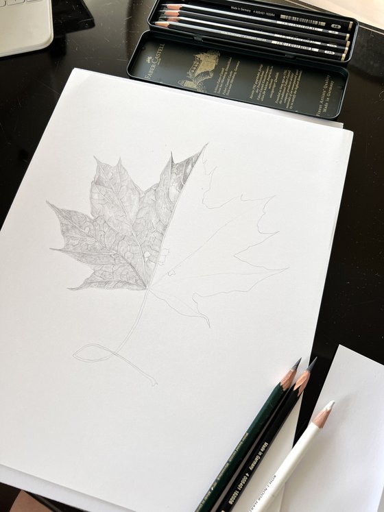 Maple leaf