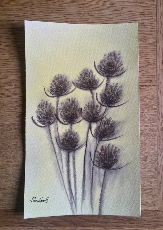 Teasels in the light