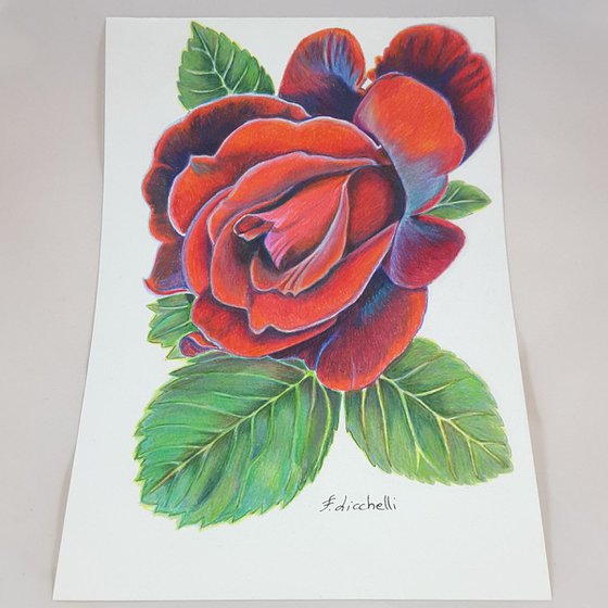 red roses drawings in color