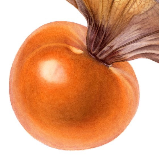 Flying Physalis