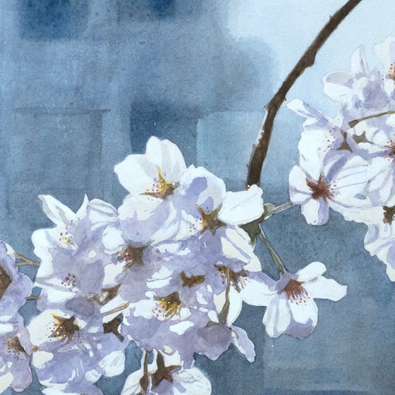 Cherry Blossoms in Gentle Light (Sakura)