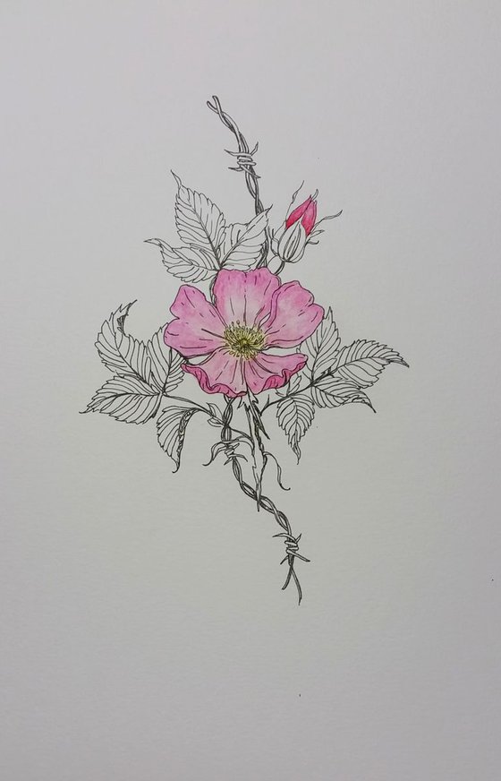 Prairie Rose