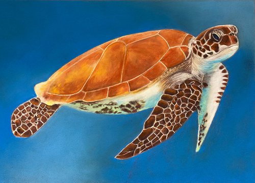 Sea turtle by Maxine Taylor