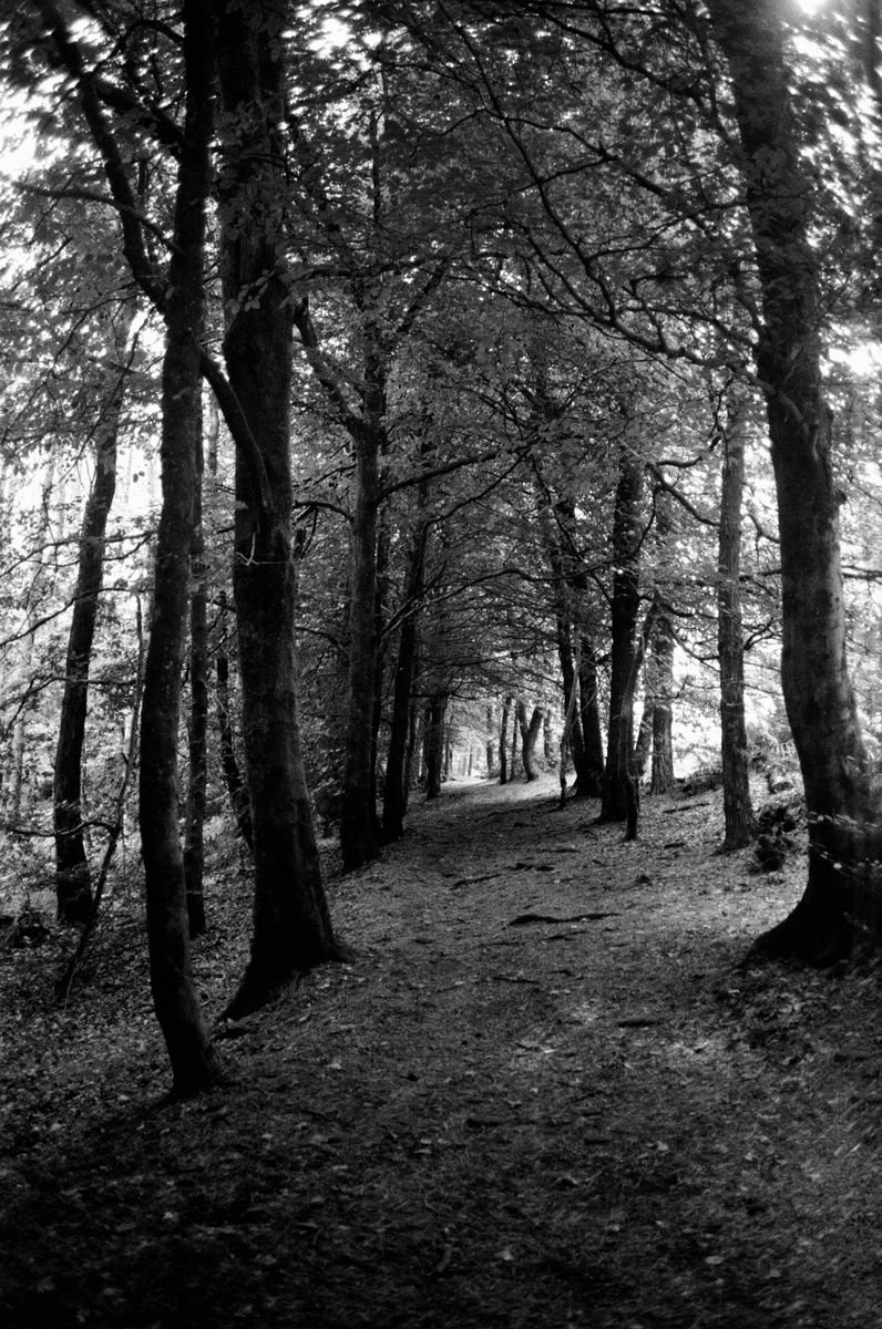 Photorealistic Landscape Photograph By Justice Hyde, 24 X 36", Northern Woods 13 - Unmounted, Original Artwork