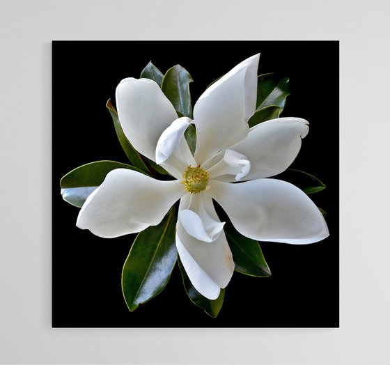Little Gem Magnolia