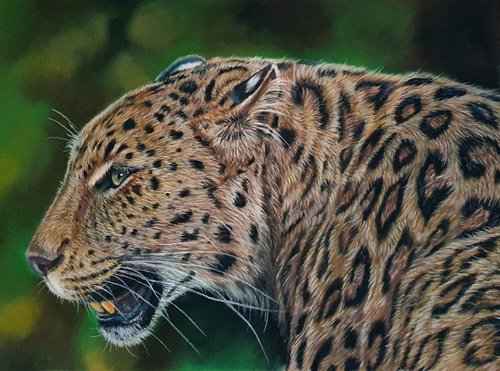Asian Leopard Portrait by Silvia Frei