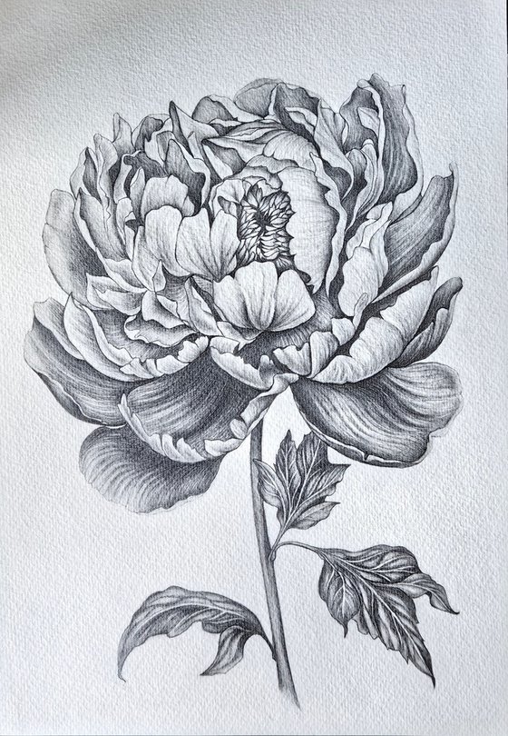 Peony