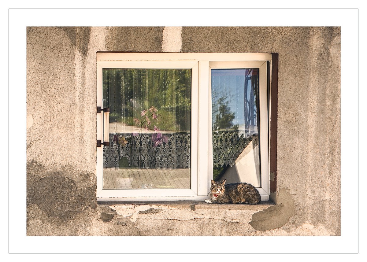 Nameless Cat 3 by Beata Podwysocka