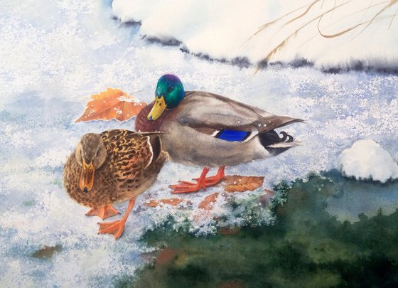 Ducks on a frozen pond - fallen leaves - early winter - drake