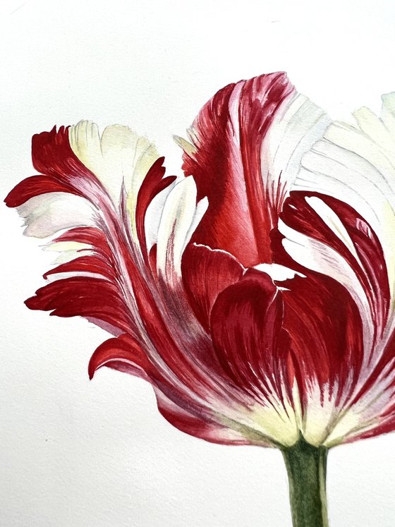 Tulip. Original watercolor artwork.