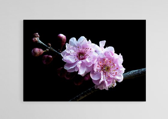Plum Blossoms