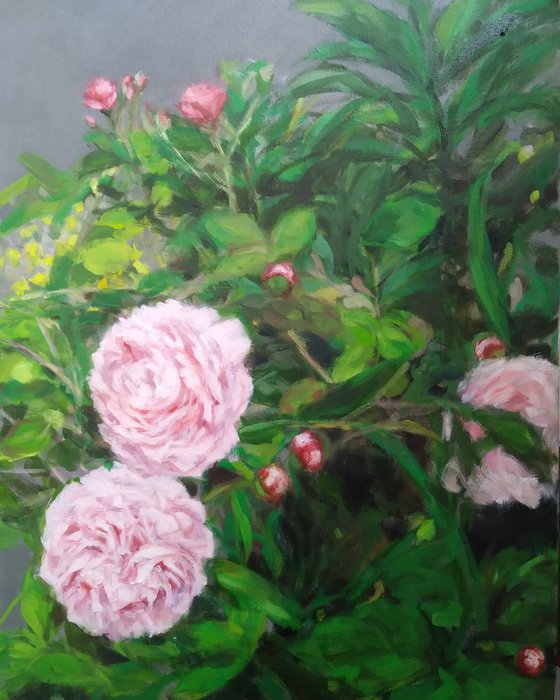 Peonies in Garden