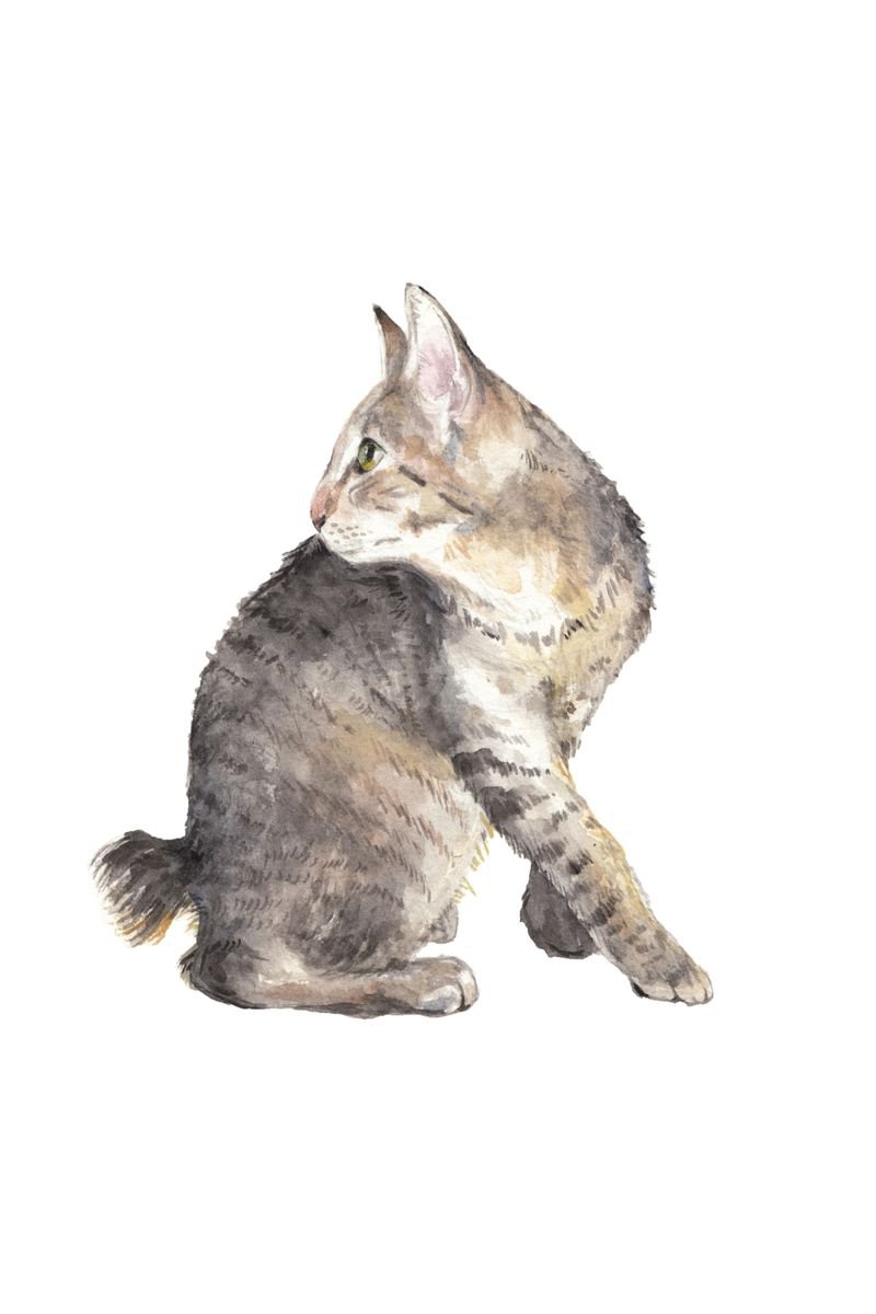Manx Cat Original Watercolor by Lauren Rogoff