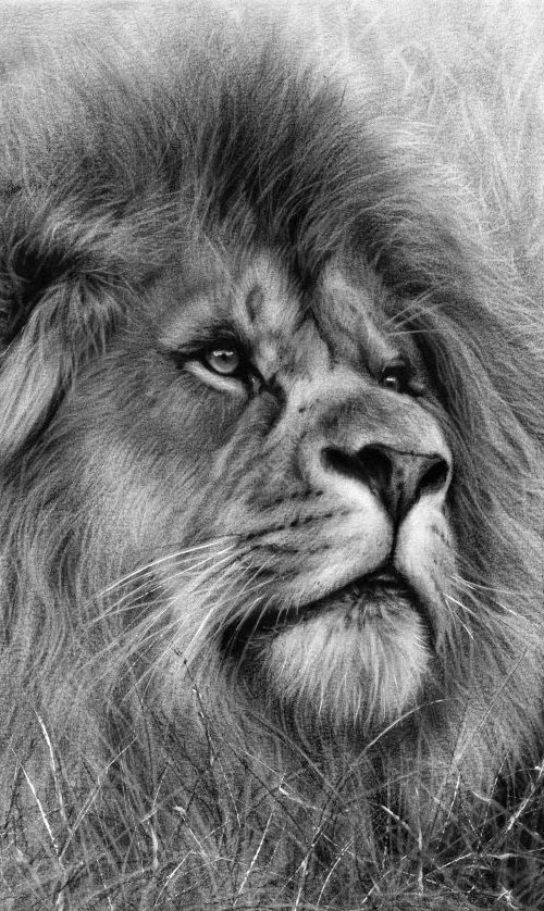 Lion by Danguole Serstinskaja