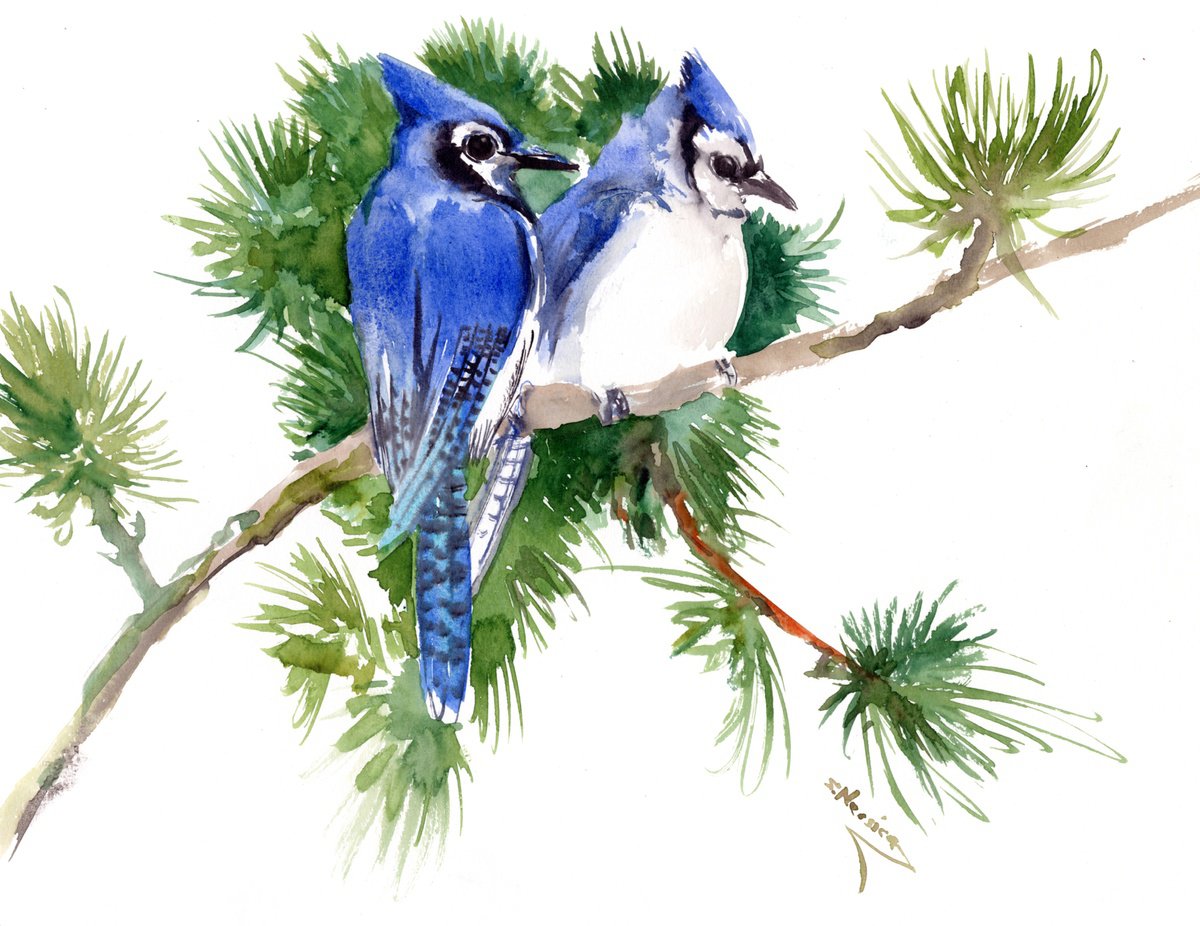 Blue Jay Birds and Pine Tree by Suren Nersisyan