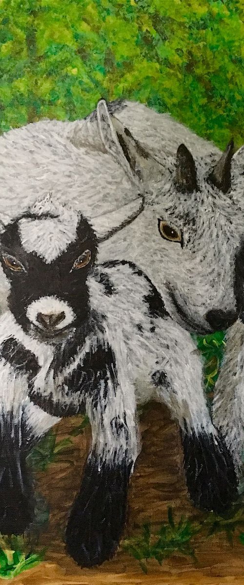 Goats Of Wishing Well Sanctuary by Robbie Potter