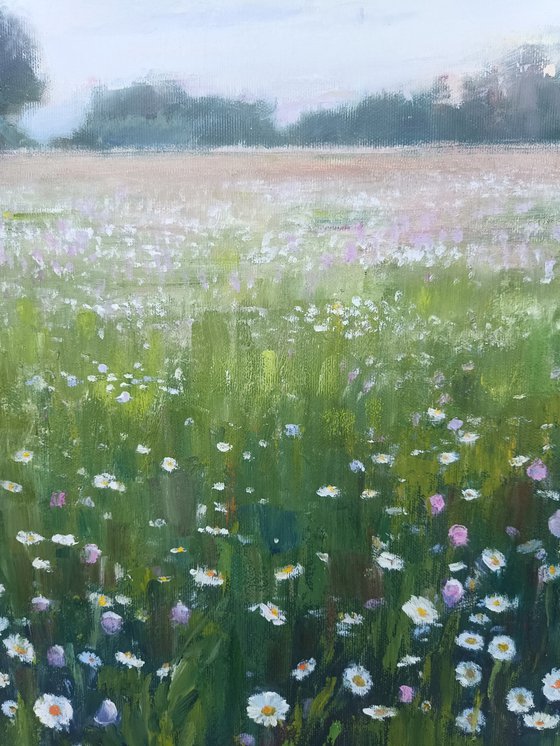 Field of daisies