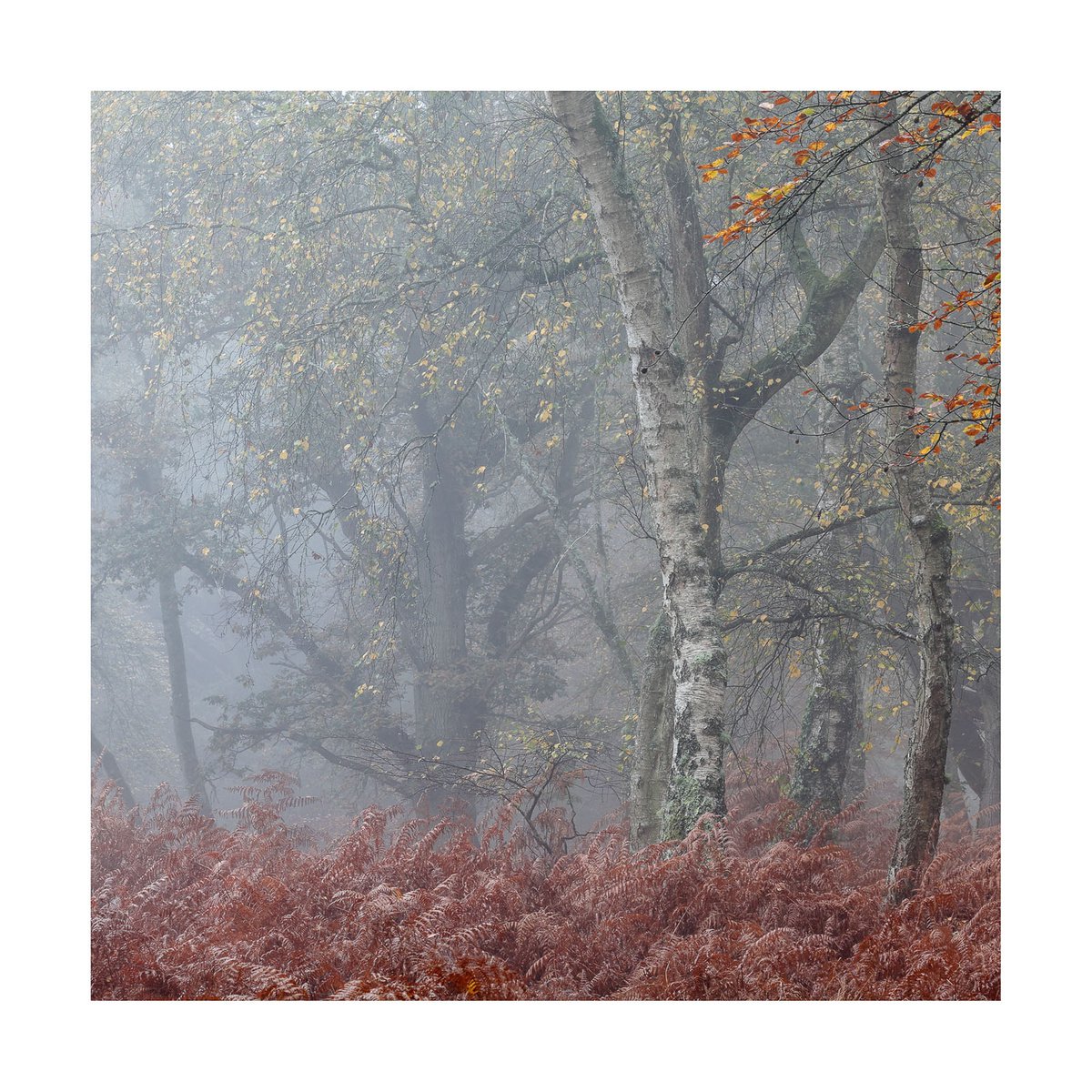 New Forest 2015-III by David Baker