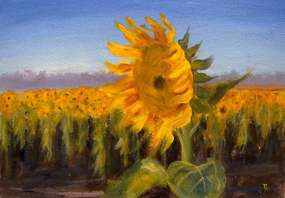 Sunflower fields