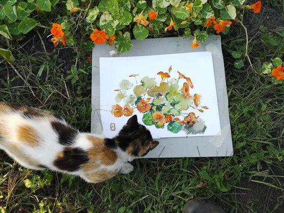 Nasturtium