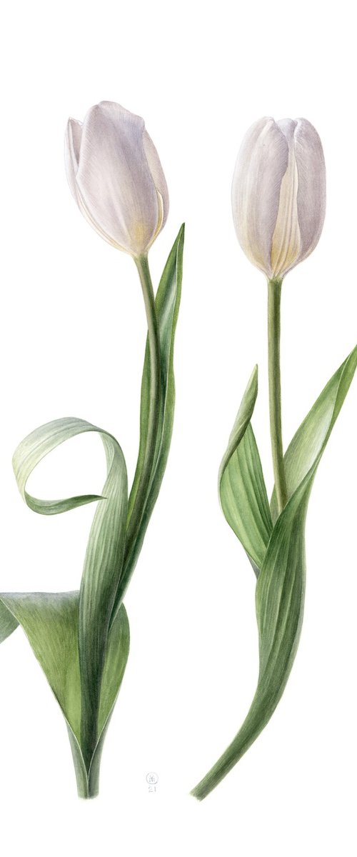 Couple of White Tulips by Yuliia Moiseieva