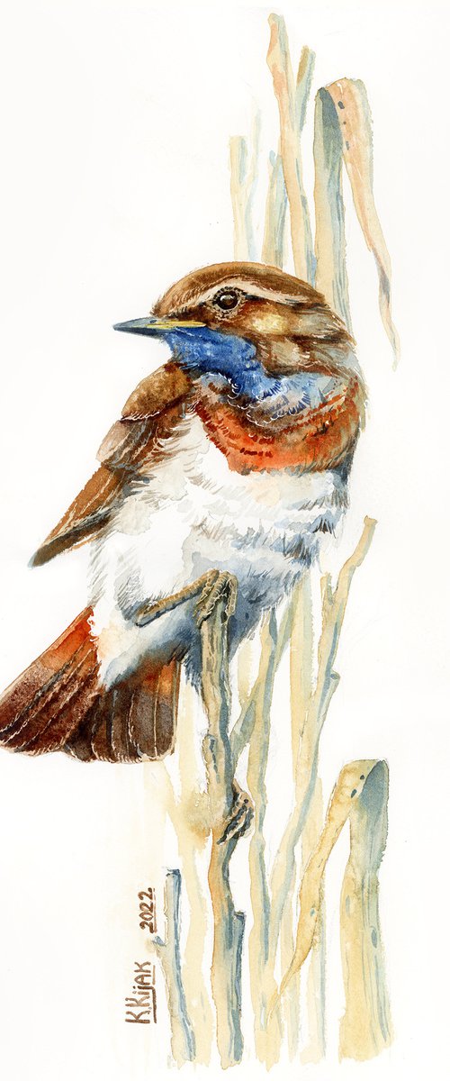 Bluethroat bird watercolor by Karolina Kijak