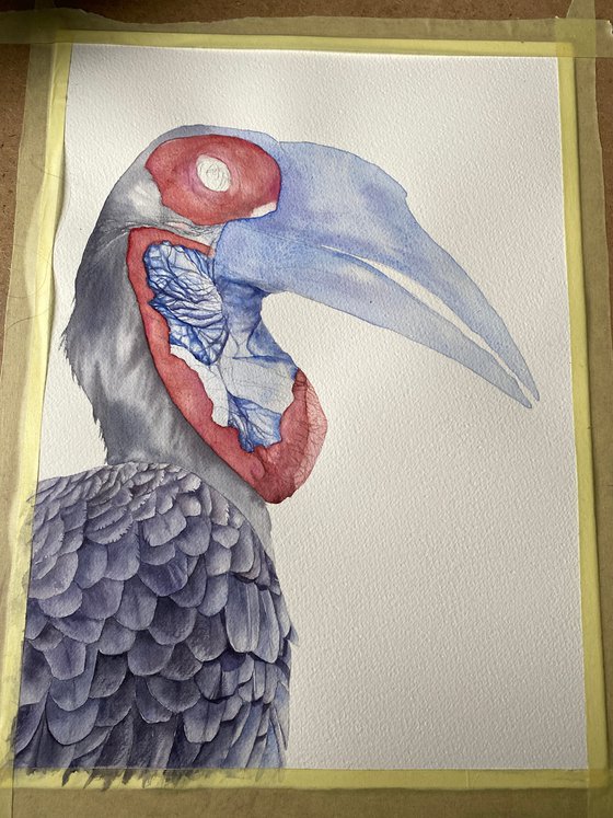 Ground Hornbill, bird portrait