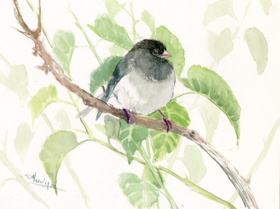 Dark-Eyed Junco