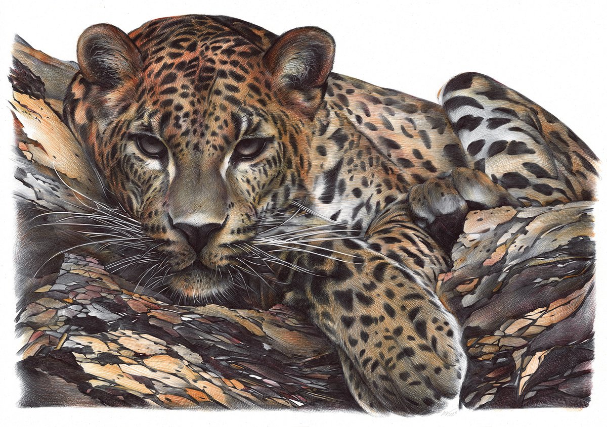 Photorealistic Animal Drawing By Daria Maier, 28 X 20, Leopard, Original Artwork
