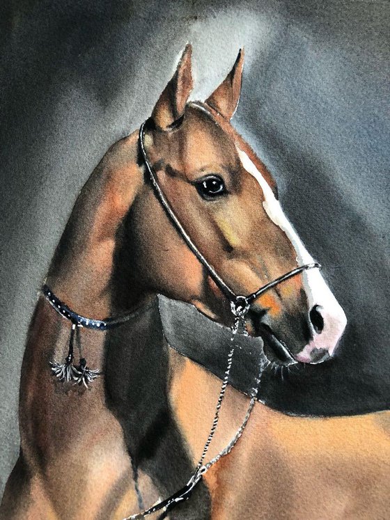 Royal Akhal-Teke