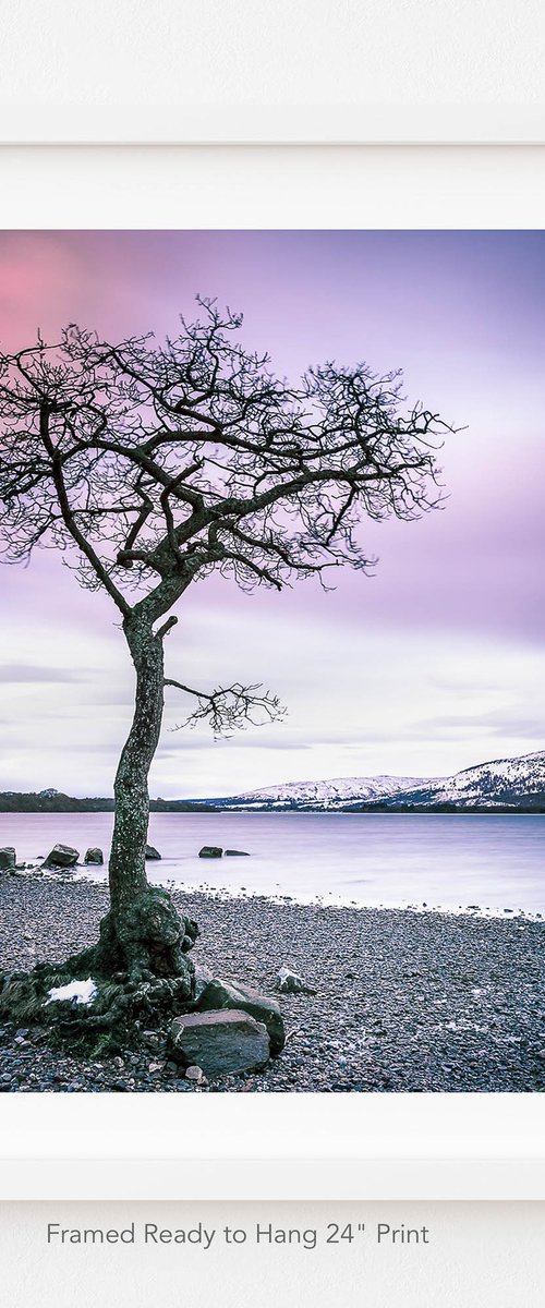 The Little Tree, Loch Lomond by Lynne Douglas