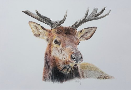 “ Majestic Stag” by Sarah Perry
