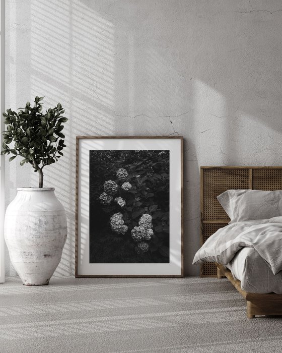 Hydrangea Study