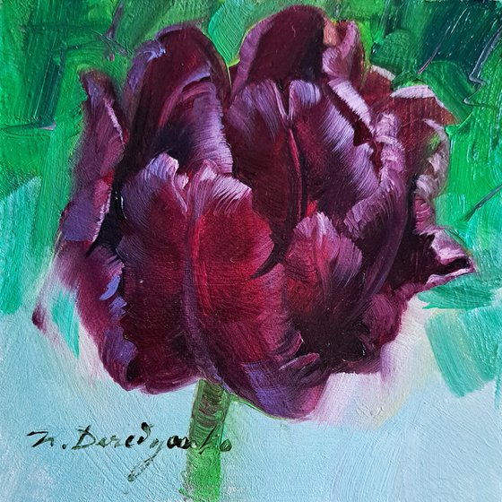 Black tulip