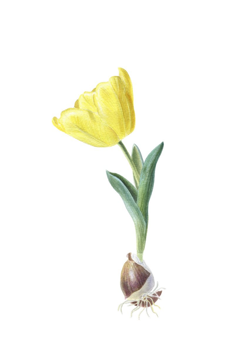 Photorealistic Botanical Watercolour By Maryna Vozniuk, 7 X 11", Yellow Tulip, Original Artwork