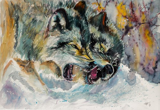 Wolves at wintertime