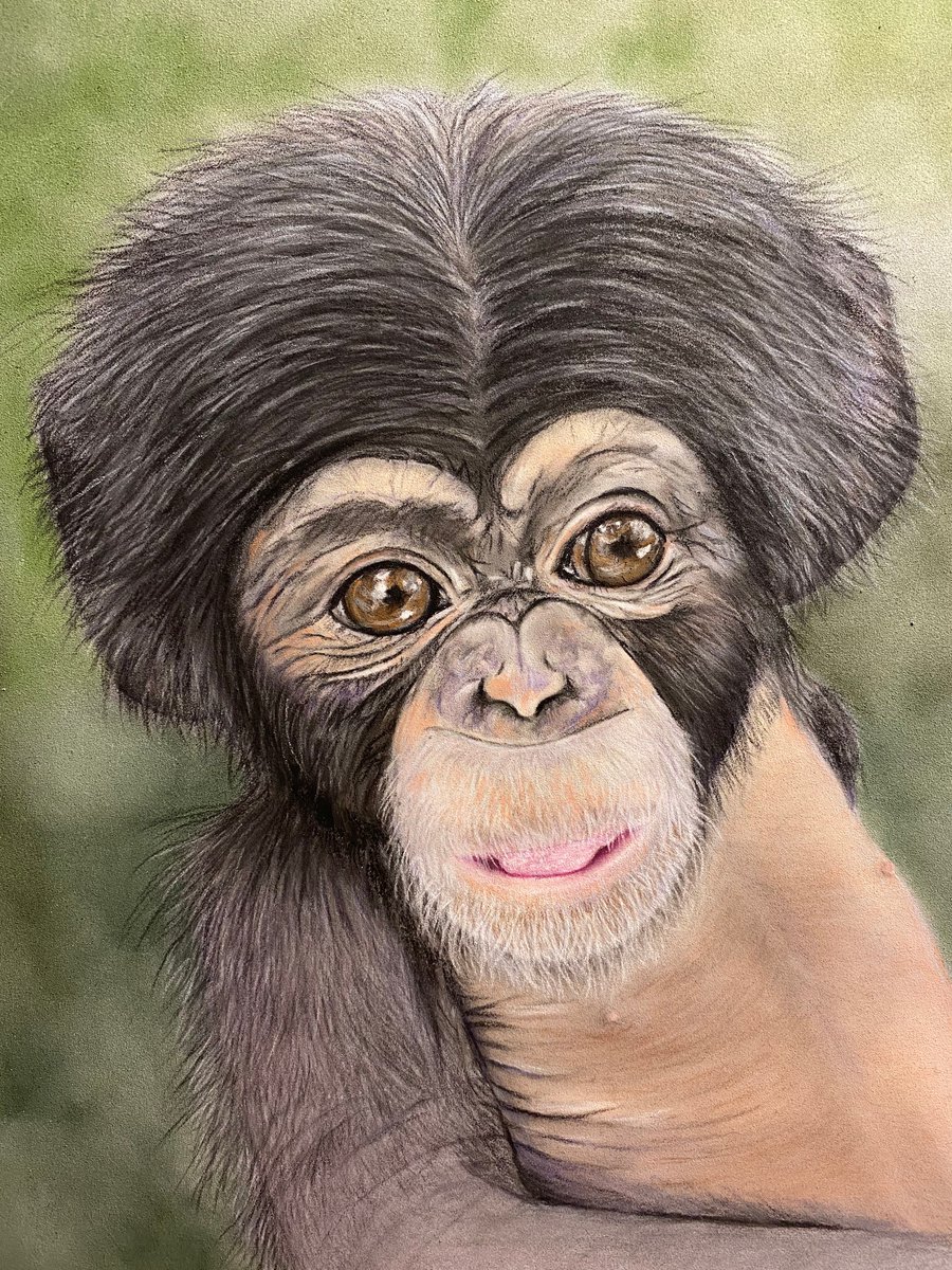 Baby chimpanzee by Maxine Taylor