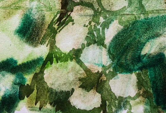 Primroses