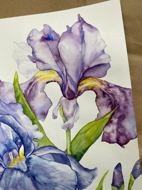Iris Flowers