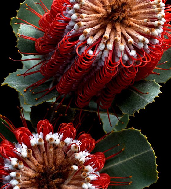 Banksia Coccinea