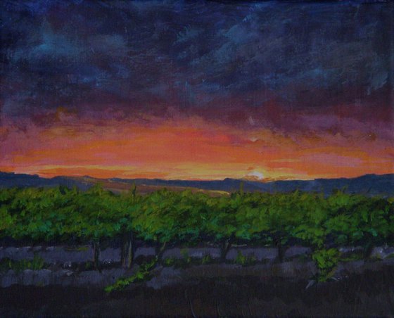 Vineyards at Sunset