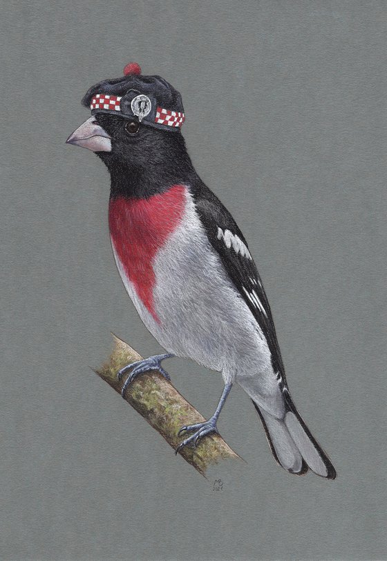 Original pastel drawing bird "Rose-breasted Grosbeak"