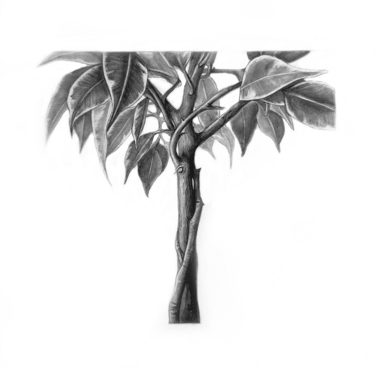 Photorealistic Botanical Pencil Drawing By Anna Lyashenko, 8 X 8, Unity, Original Artwork