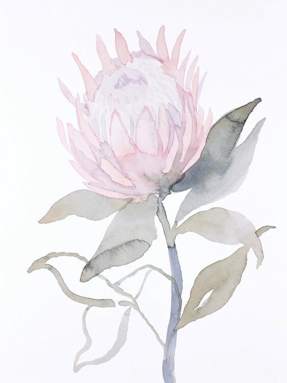 Protea