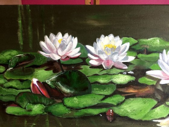 Water Lilies in a pond