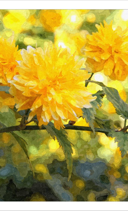 Yellow Yellow by David Lacey