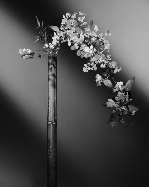 “The tale of the Princess Returning to the Moon” #002-Hydrangea, Flowers of deutzia, Bamboo- by Keiichiro Muramatsu
