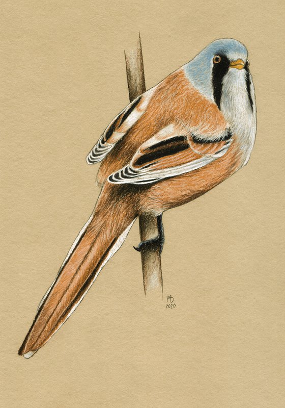 Original pastel drawing bird "Bearded reedling"