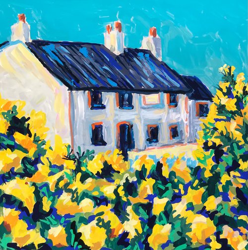 Gorse flowers around The Old Point House by Charlotte Cortazzi