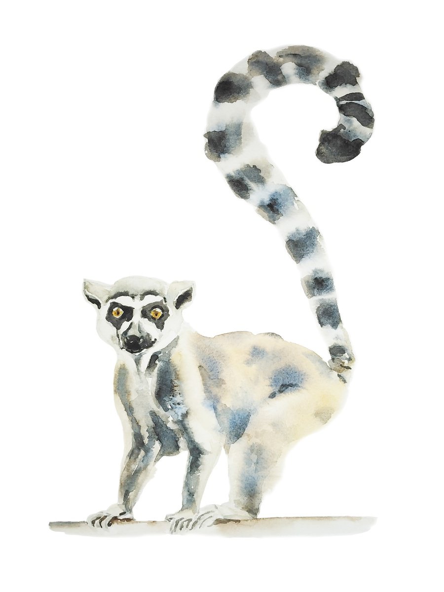 Madagscar ring tailed lemur watercolor illustration by Tanya Amos